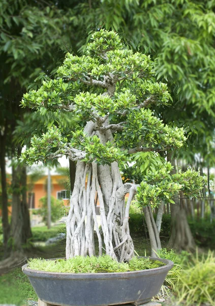 Alberi di bonsai . — Foto Stock