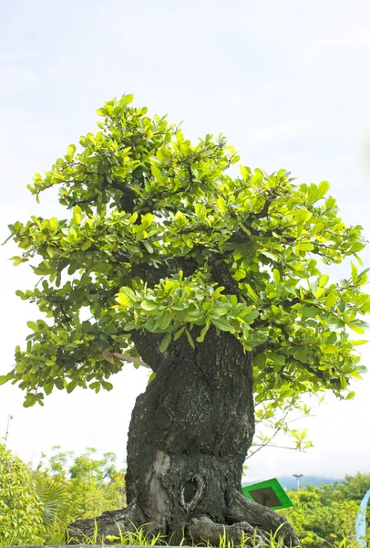 Alberi di bonsai . — Foto Stock