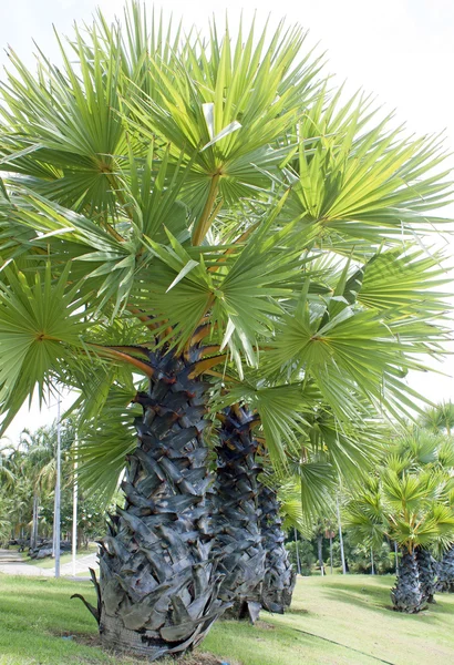 Suiker palm — Stockfoto