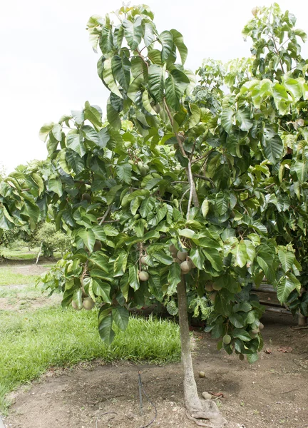 Santol drzewo — Zdjęcie stockowe