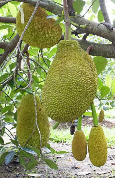 Jackfruit strom — Stock fotografie