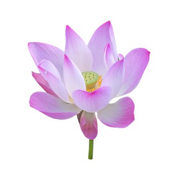 Lotus çiçeği.