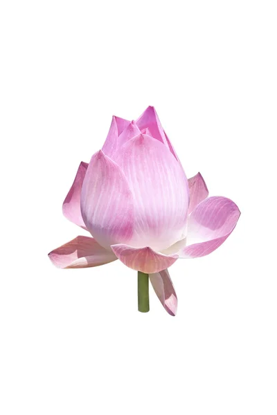 Lotus fleur — Photo