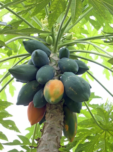 Papayas tree — Zdjęcie stockowe
