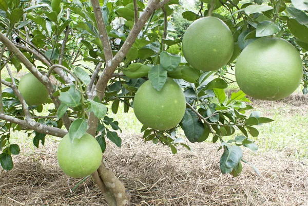 Grejpfrut, drzewo — Zdjęcie stockowe