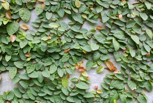 Climbing Fig — Stock Photo, Image