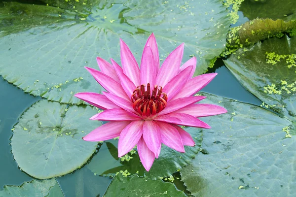 Lotus — Stock Photo, Image