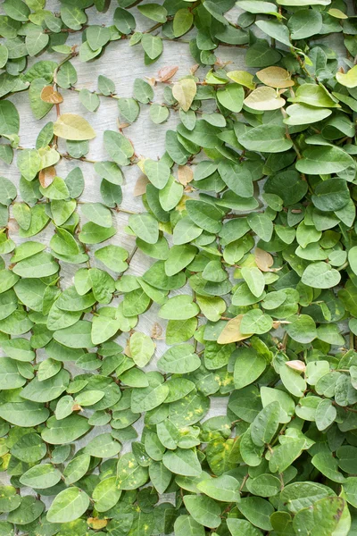 Climbing Fig — Stock Photo, Image