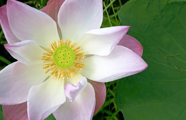 Lotus — Stok fotoğraf