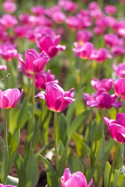 Tulpen. — Stockfoto