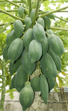 Papaya ağacını