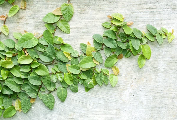 Klättring fig — Stockfoto