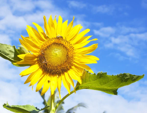 Zonnebloem — Stockfoto