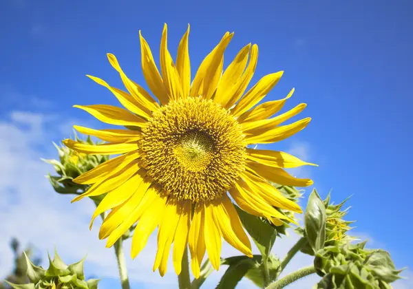 Zonnebloem — Stockfoto