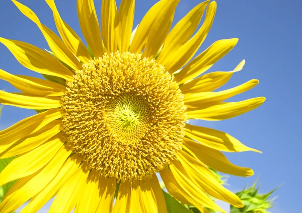 Zonnebloem — Stockfoto