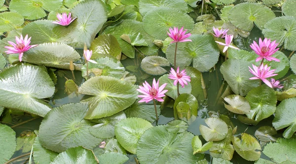 Lotus zvadlá květina po — ストック写真