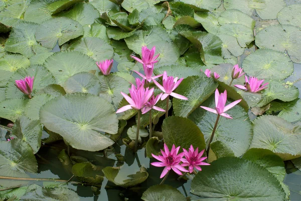 Lotus Fiower — Stock Photo, Image