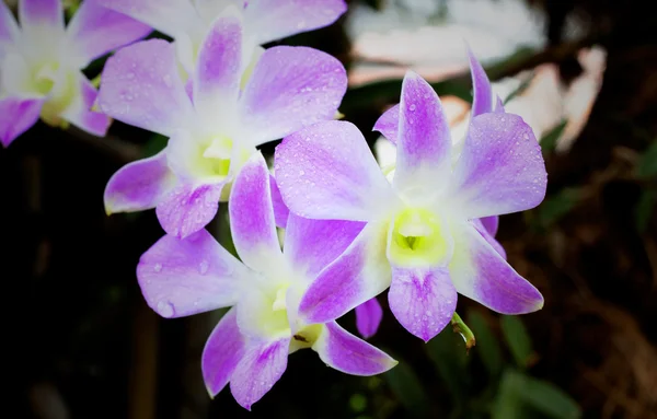 Orquídeas . — Fotografia de Stock