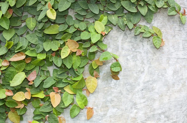 Climbing fig — Stock Photo, Image