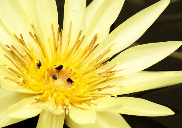 Lotus çiçekleri — Stok fotoğraf