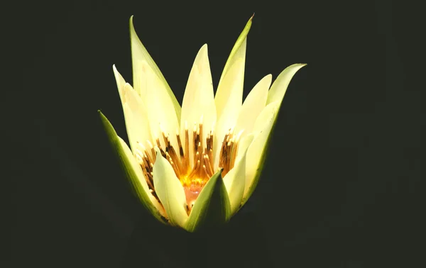 Flores de loto —  Fotos de Stock