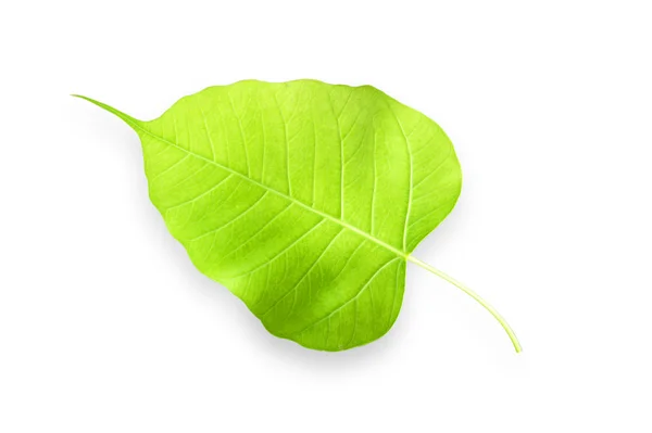 Leaves — Stock Photo, Image