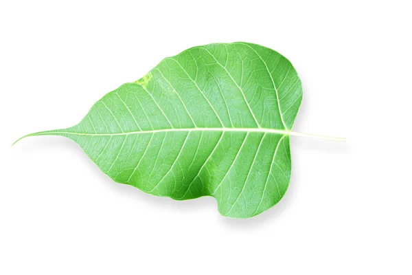 Leaves — Stock Photo, Image