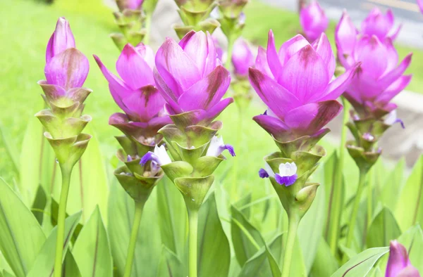 renkli pamuklu kumaş