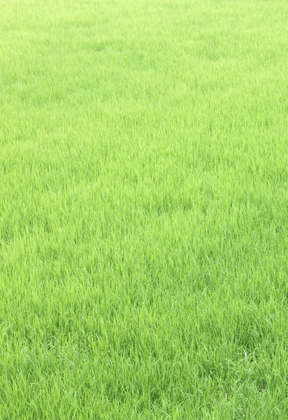 Weelderige groene rijstvelden. — Stockfoto