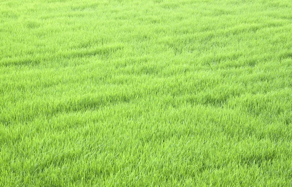 Campos de arroz verde exuberante . — Fotografia de Stock