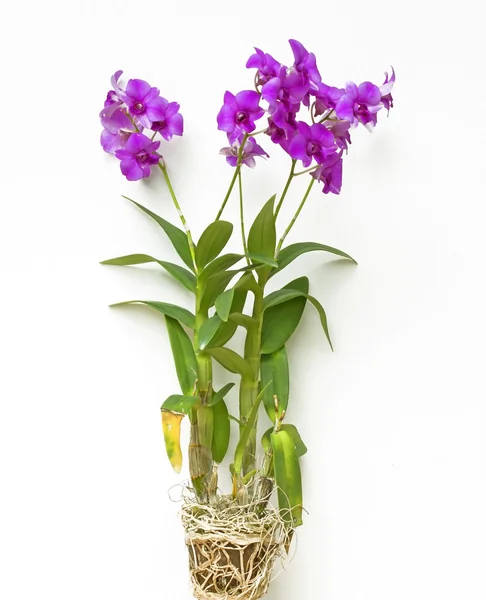 Orquídeas em vaso Orquídea rosa em vaso . — Fotografia de Stock