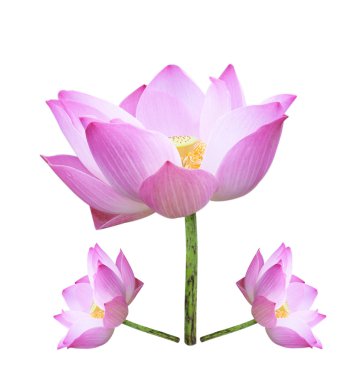 Lotus