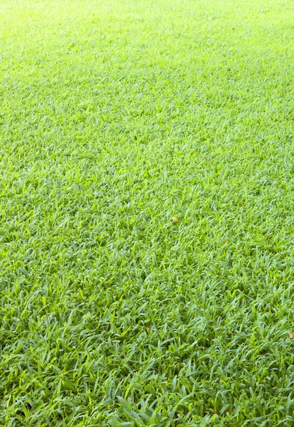 Golf groen gras achtergrond op een vlakke ondergrond. — Stockfoto
