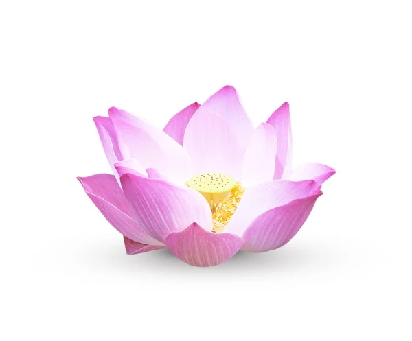 Lotus — Stockfoto