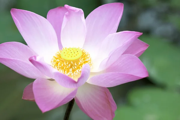 Lotus — Stock Photo, Image