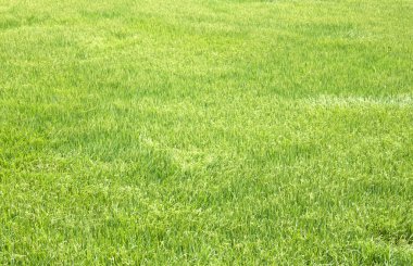 pirinç fidan pirinç alanları yeşil.