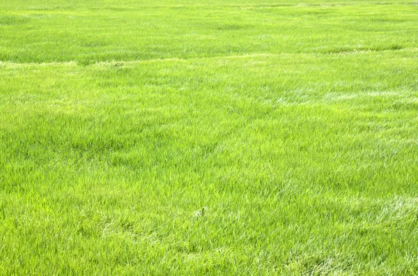 Plántulas de arroz en los campos de arroz verde . —  Fotos de Stock