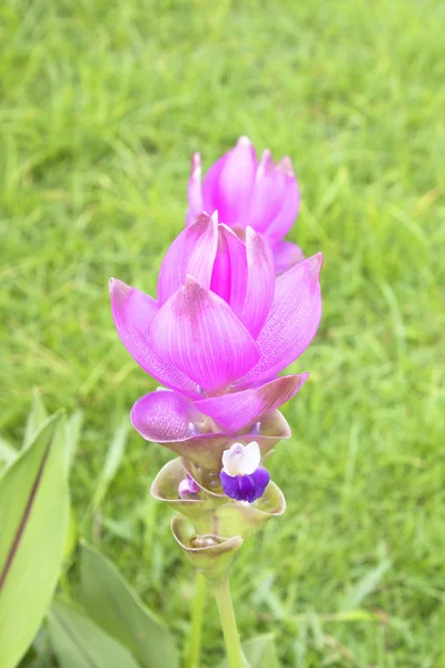 Curcuma alismatifolia —  Fotos de Stock