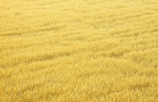 Arroz amarelo — Fotografia de Stock