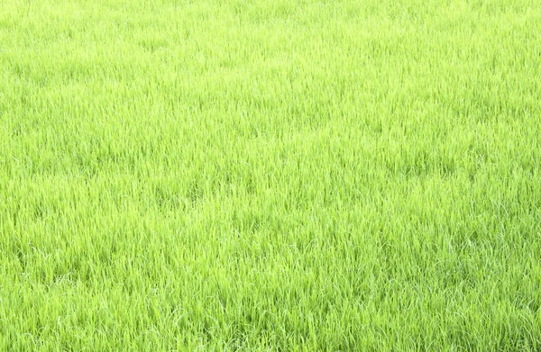 Campos de arroz — Fotografia de Stock