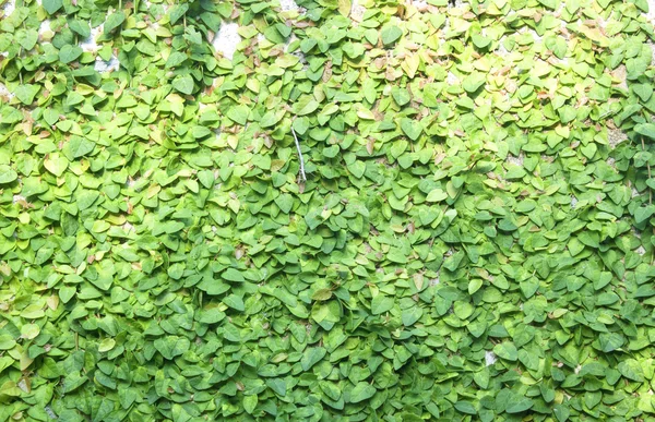 Yeşil creepe — Stok fotoğraf