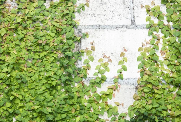 Groene klimplant — Stockfoto