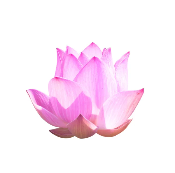 Lotus Frower — Stock Photo, Image