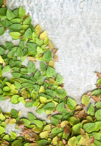 Yeşil creepe — Stok fotoğraf
