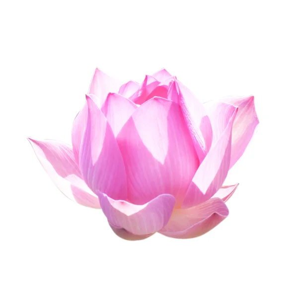 Lotus Frower — Stockfoto