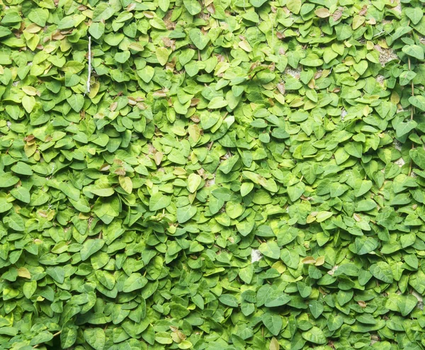 Grön creepe — Stockfoto