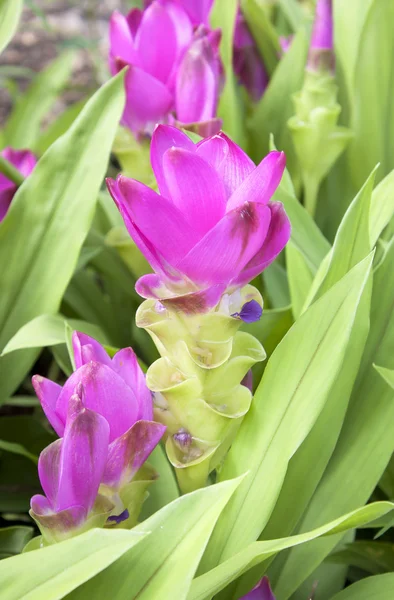 Curcuma alismatifolia — Photo