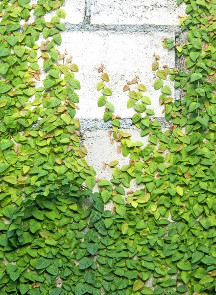 Creepe verde — Fotografia de Stock