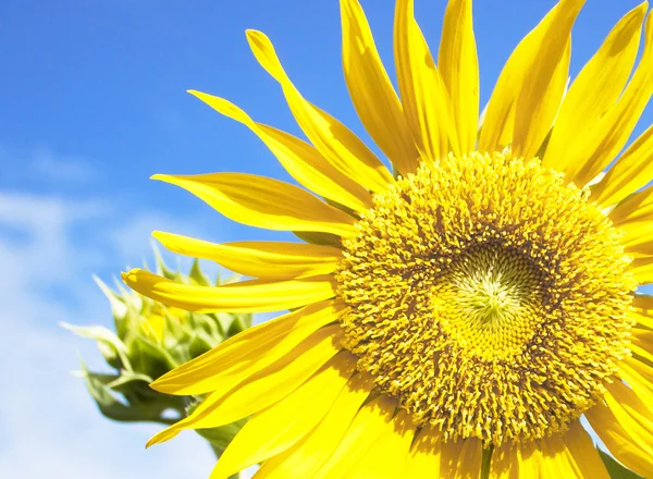 Zonnebloem — Stockfoto