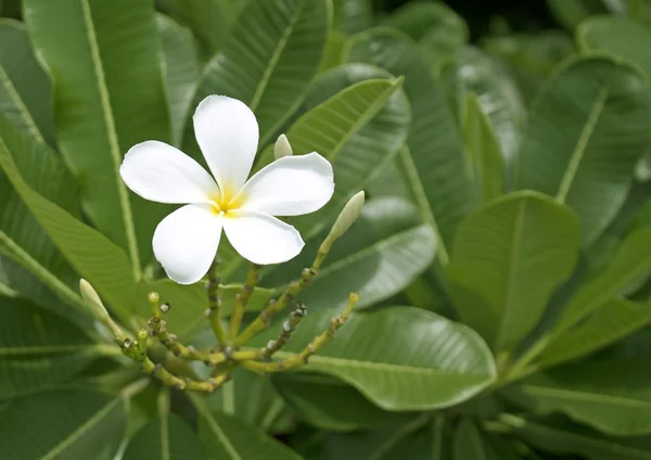 Flor Bali . — Foto de Stock